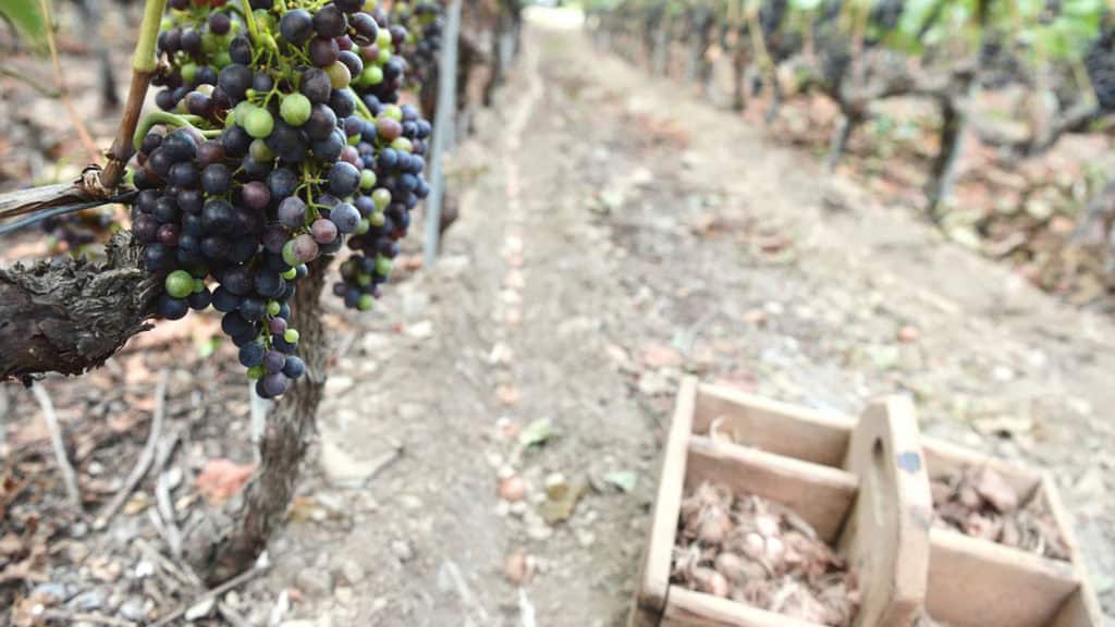 Close-up of grapes on a vine and a wooden box with saffron tubers in a vineyard