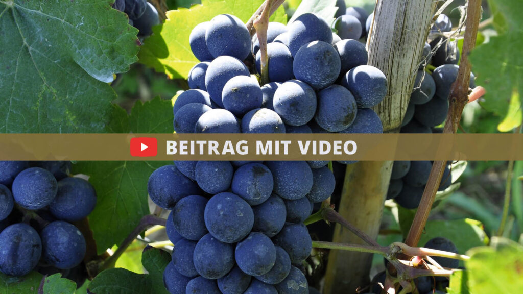 Fitness und Vitalität 42 beitrag mit video fitness DE