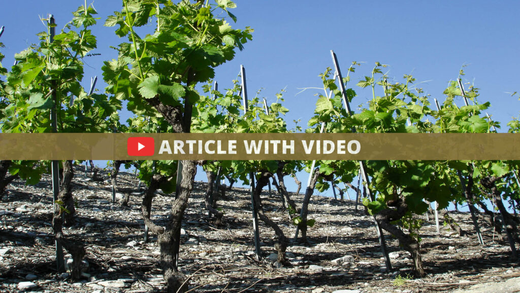 Vine year 2022 61 beitrag mit video rebjahr 2022 EN