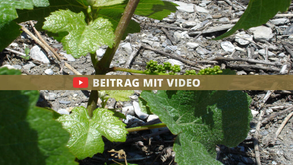 Weinjahr 2022 62 beitrag mit video weinjahr 2022 DE
