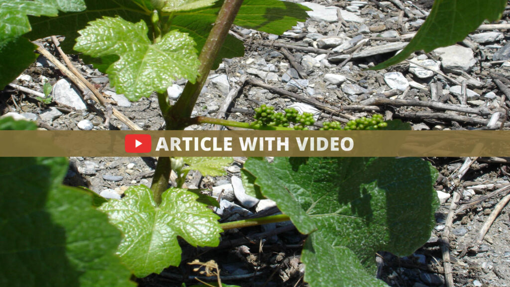 Wine year 2022 62 beitrag mit video weinjahr 2022 EN