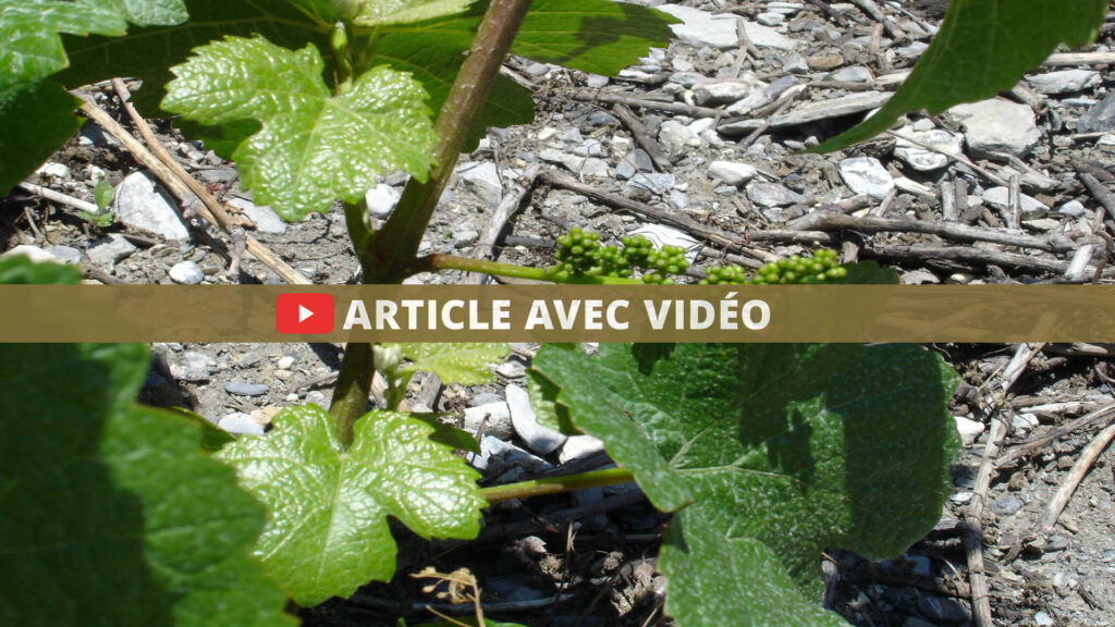 Année viticole 2022 62 beitrag mit video weinjahr 2022 FR