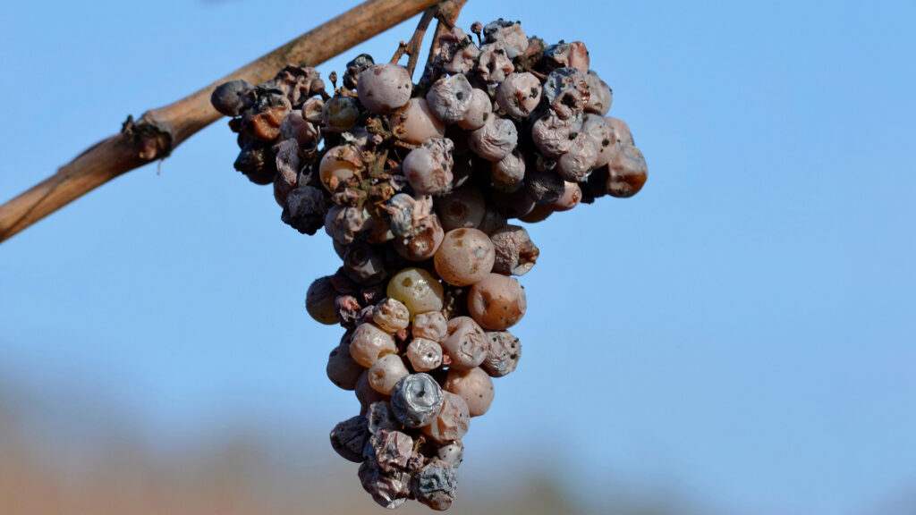 Trauben mit sichtbarer Edelfäulnis, Nahaufnahme auf Rebstock