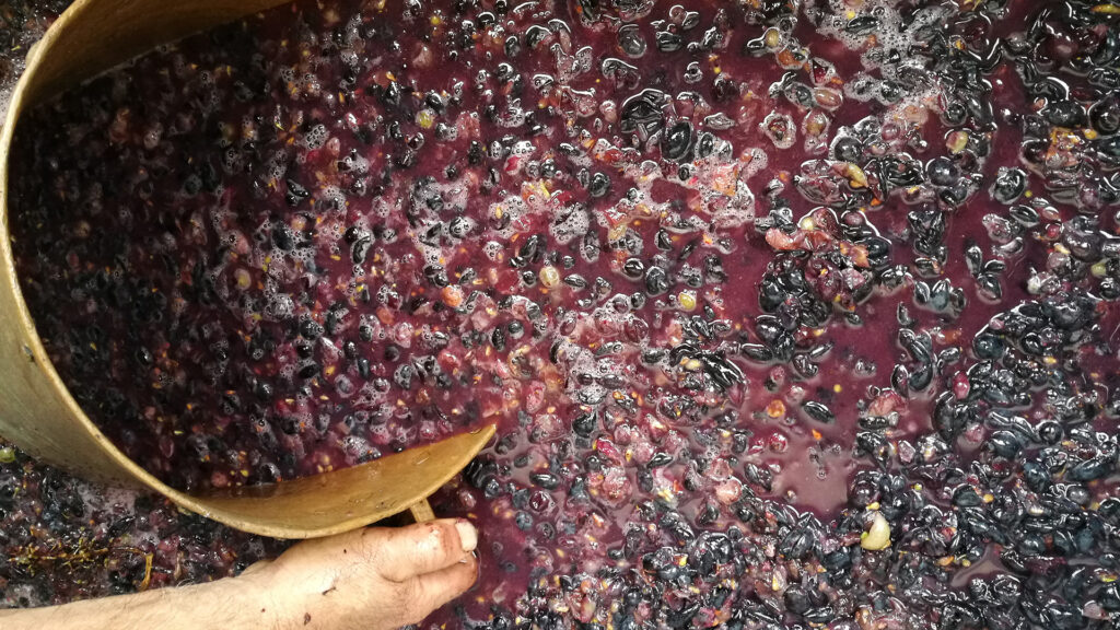 Rote Trauben in Gärbehälter für Maischegärung bei der Rotweinherstellung