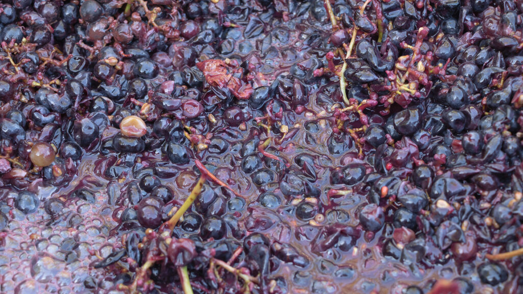 Dunkle Trauben in Maische zur Mazeration bei der Weinherstellung mit sichtbaren Beerenschalen und Saftkontakt