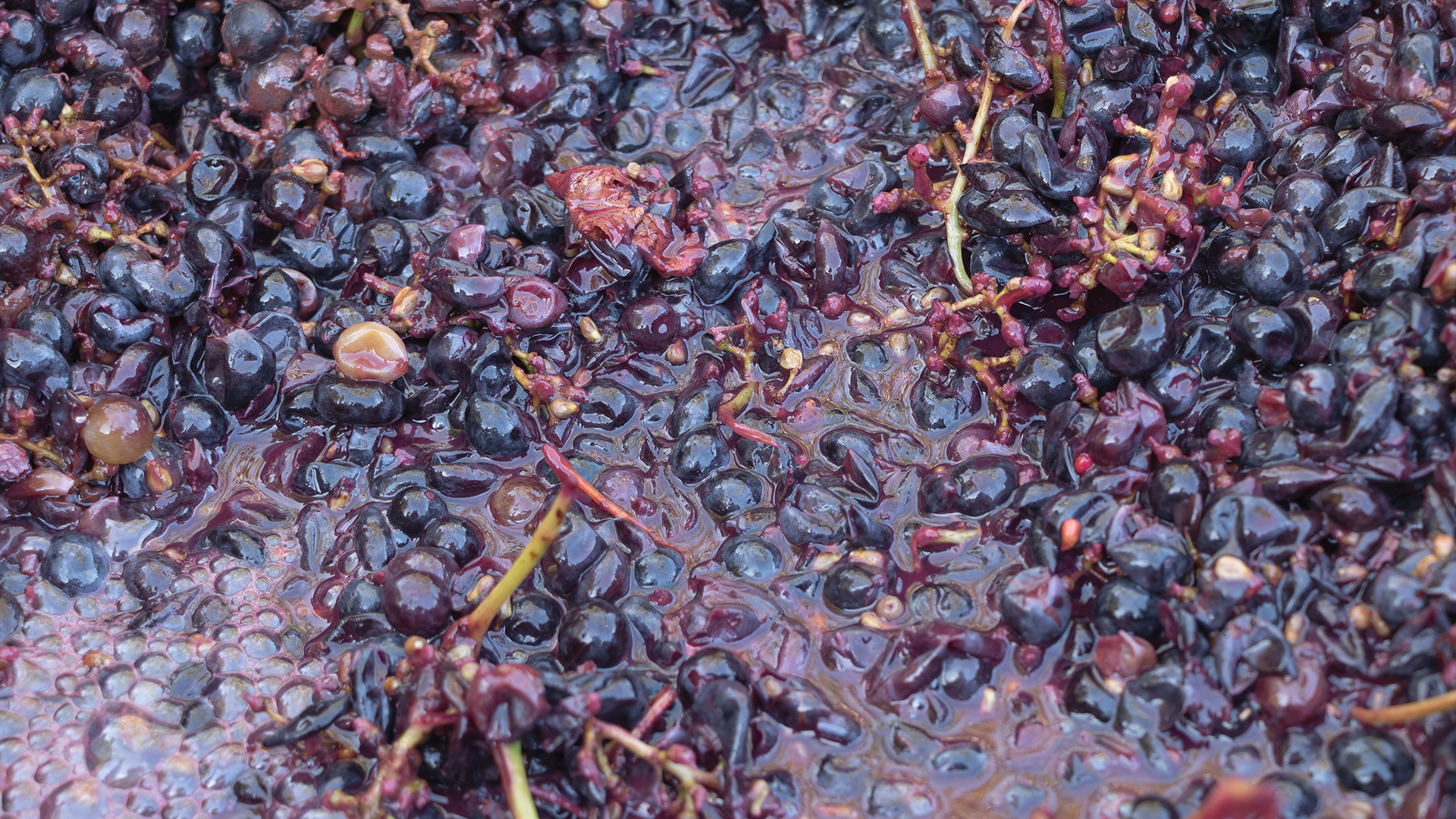 Dunkle Trauben in Maische zur Mazeration bei der Weinherstellung mit sichtbaren Beerenschalen und Saftkontakt