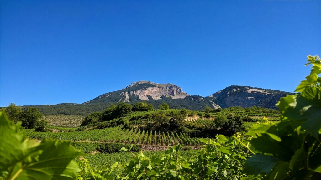 Rebjahr symbolisch dargestellt mit Weinreben und Weinbergen im Hintergrund
