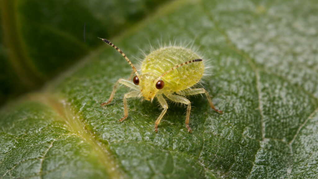 Phylloxera sits on vine leaves - recognizing pests in viticulture