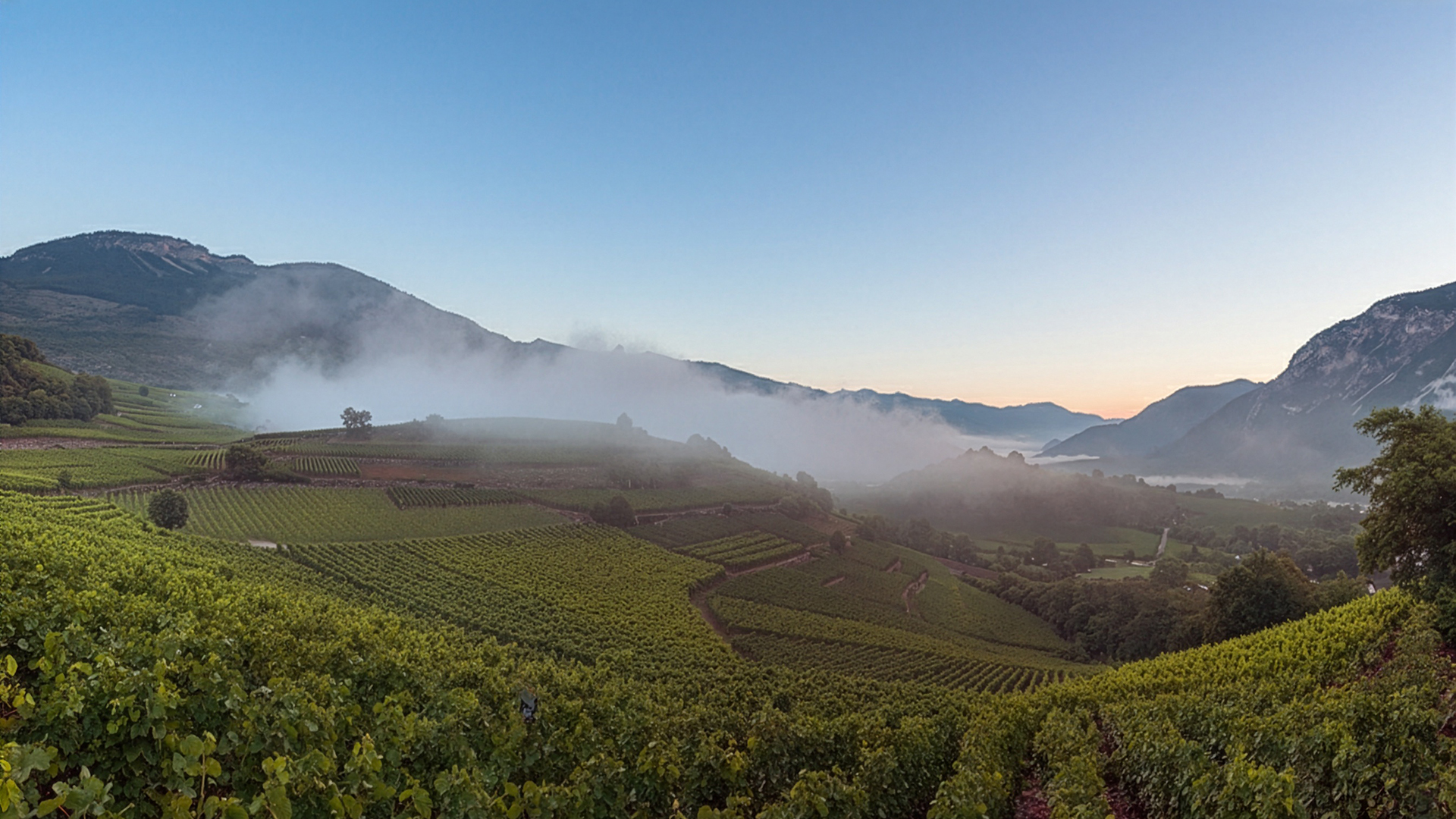 Überblick über Weinreben und Rebsorten im Weinbau