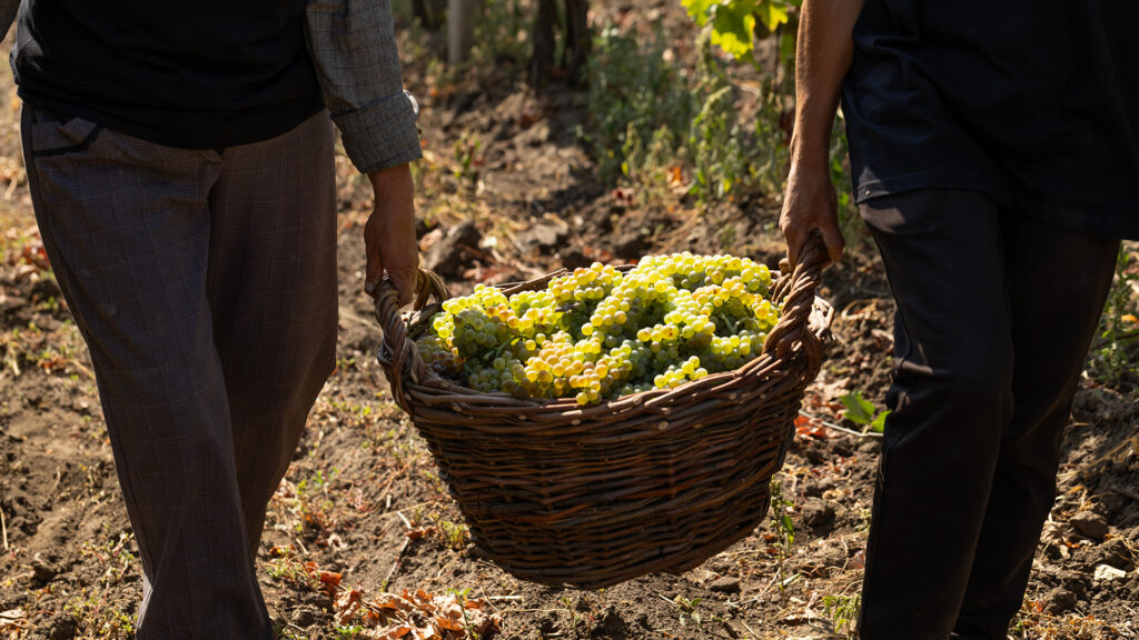 weinlese weinernte von weissweintrauben