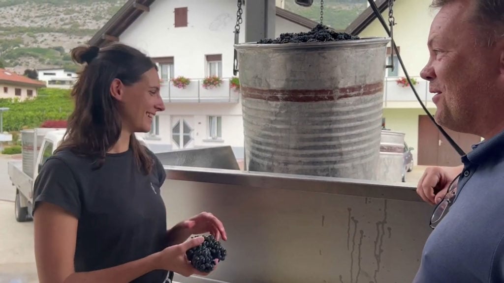 Weinernte Wallis 2022 68 Bild von geernteten Trauben für die Weinproduktion