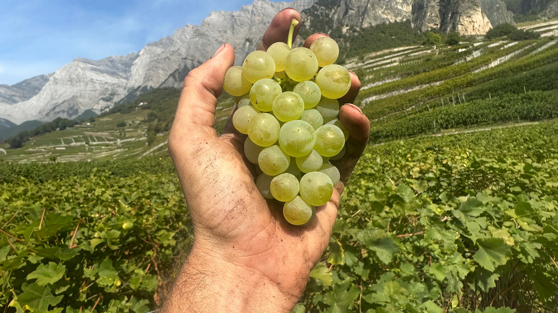 Hand hält eine Traube mit grünen Weintrauben vor einem Weinberg und Bergen im Hintergrund.