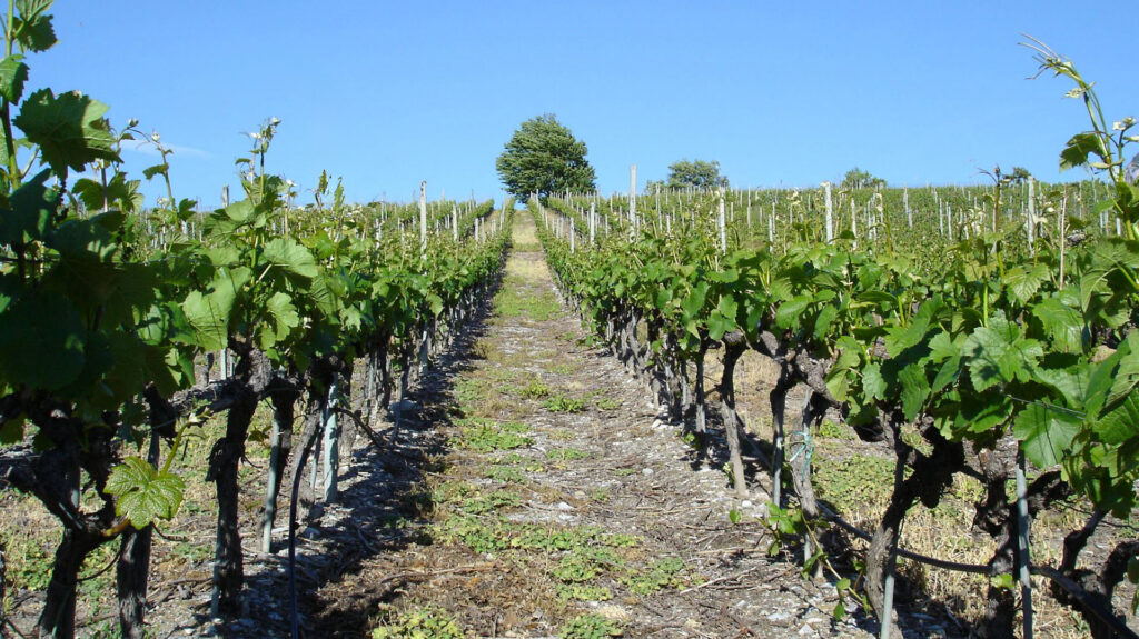 Weinreben in Reihen auf einem Hügel unter blauem Himmel, im Hintergrund ein einzelner Baum.